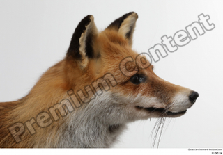Red fox head 0001.jpg
